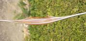 Harrier  GL
